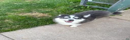 Pomsky dogs for sale: Pomsky 1 - Ad 3