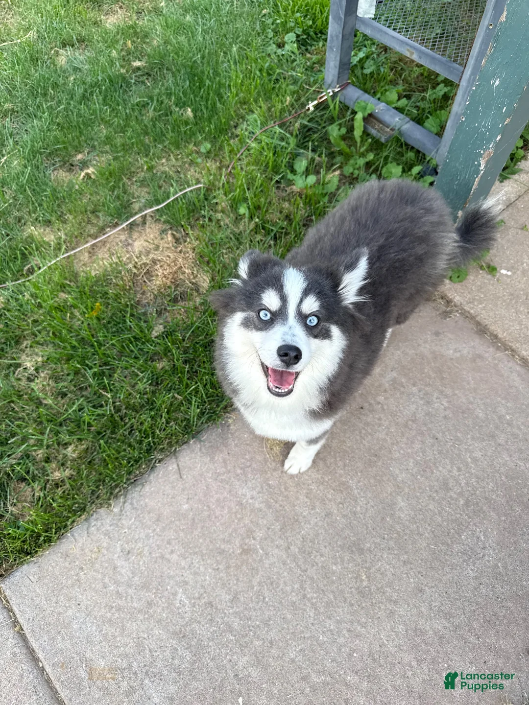 Pomsky dogs for sale: Pomsky 2 - Ad 2