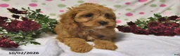 Cavapoo dogs for sale: Pecan - Ad 5