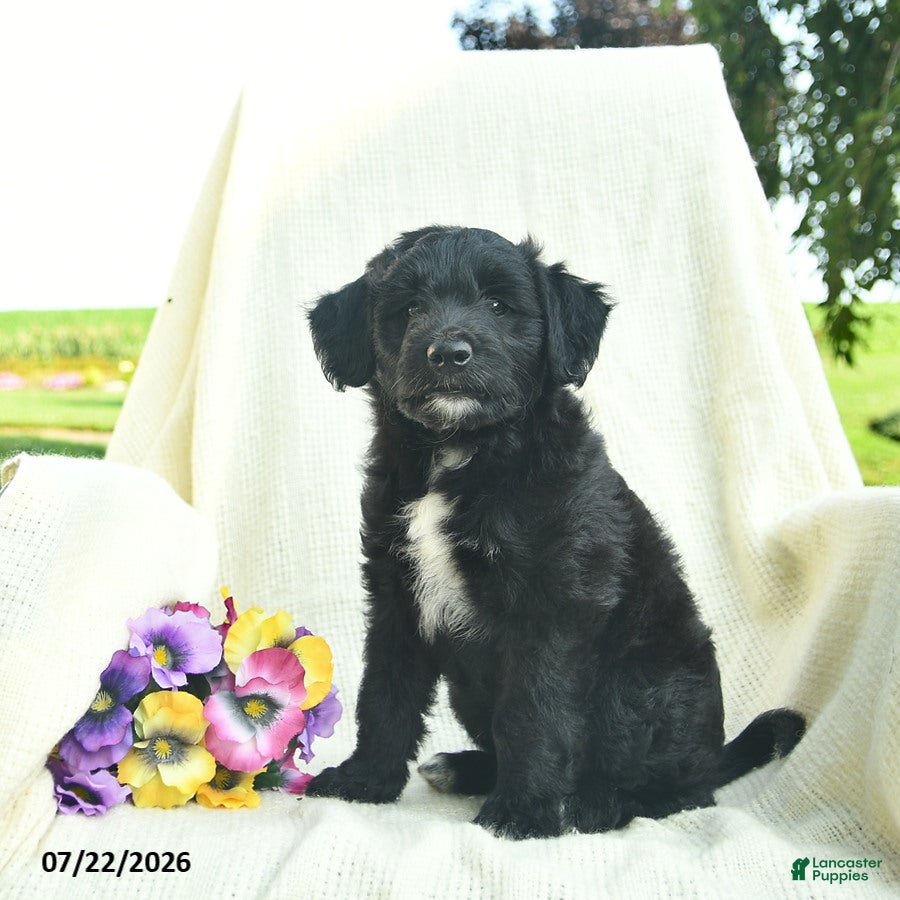 Bordoodle dogs Duke  - Ad 2