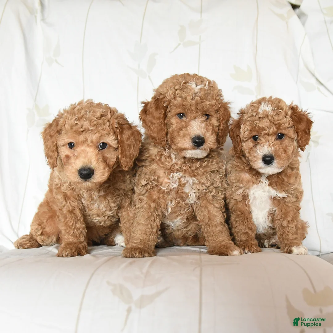 Miniature Poodle dogs for sale: Matthew - Ad 3