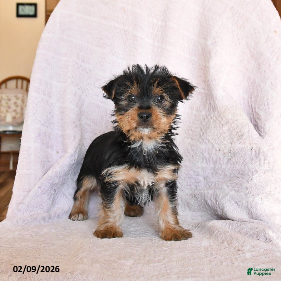 Yorkshire Terrier dogs Oliver - Ad 2