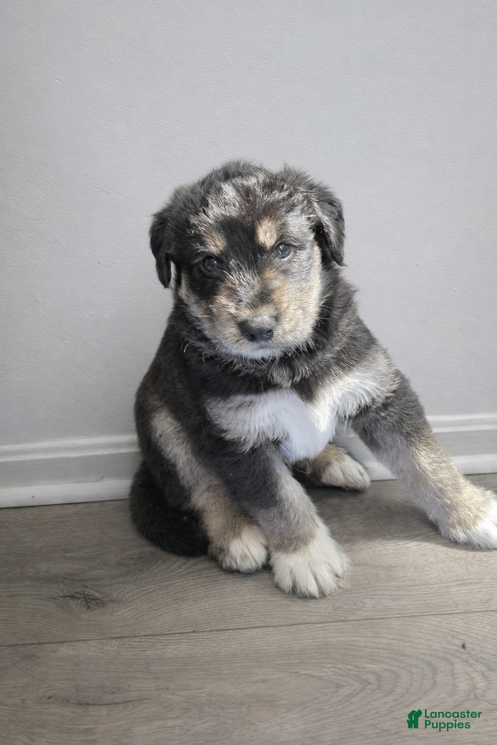 Huskipoo dogs Shere Khan - Ad 1