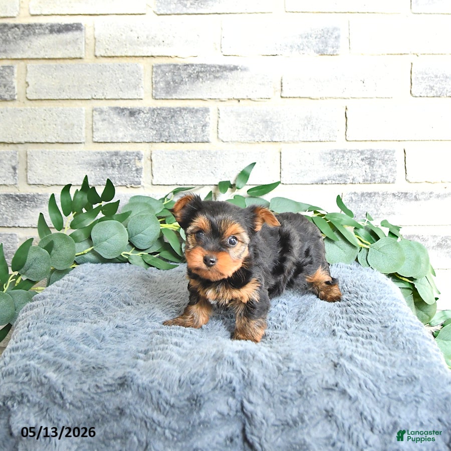 Yorkshire Terrier dogs Vivi - Ad 2