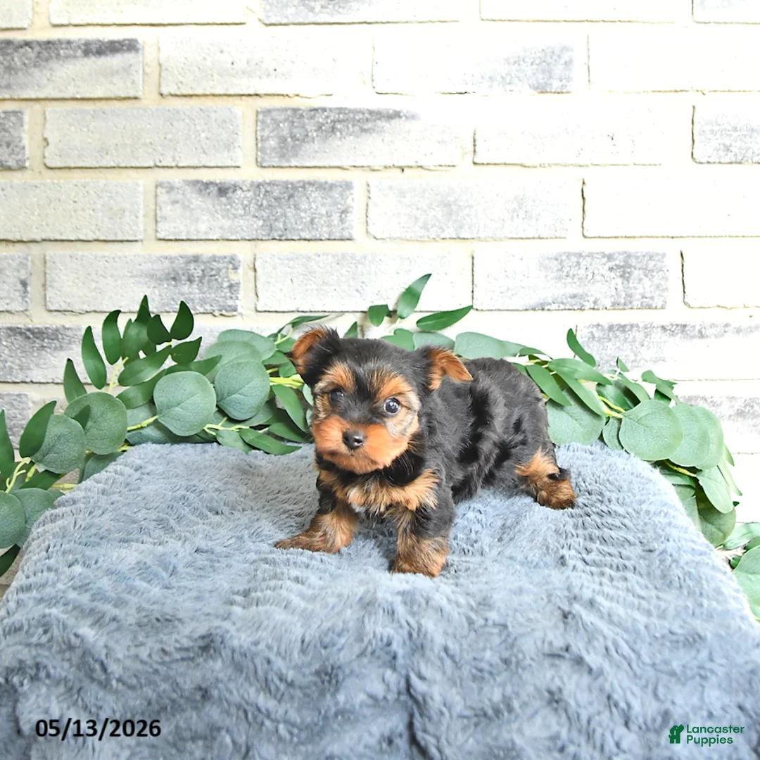 Yorkshire Terrier dogs for sale: Vivi - Ad 2