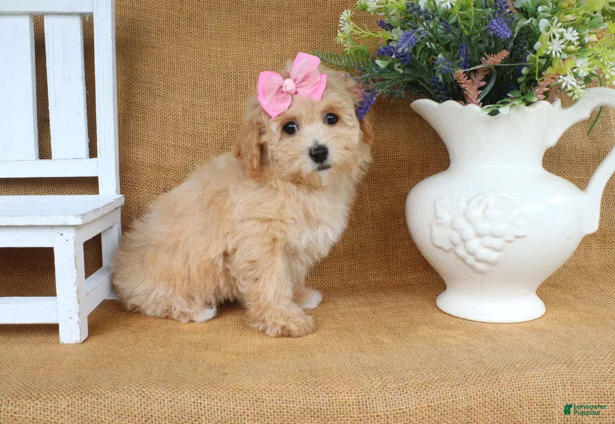 Bichpoo dogs June  - Ad 2