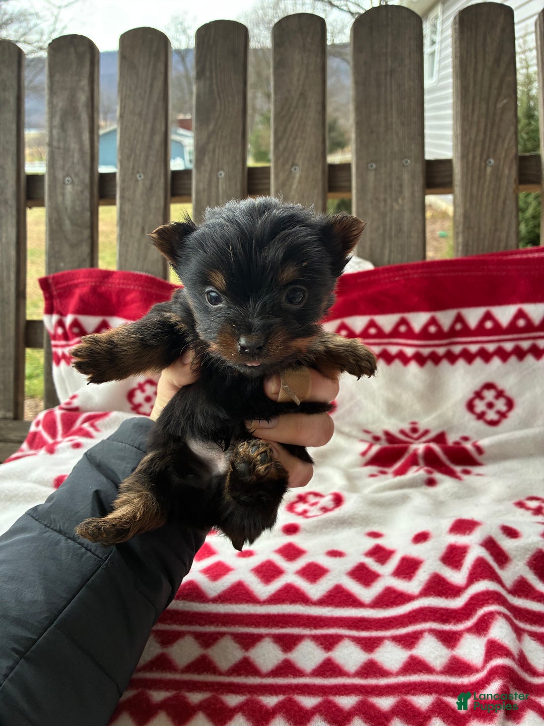 Yorkshire Terrier dogs for sale: Sky - Ad 2