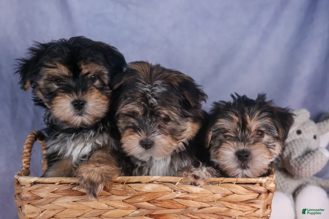 Morkie dogs for sale: Newton - Ad 30