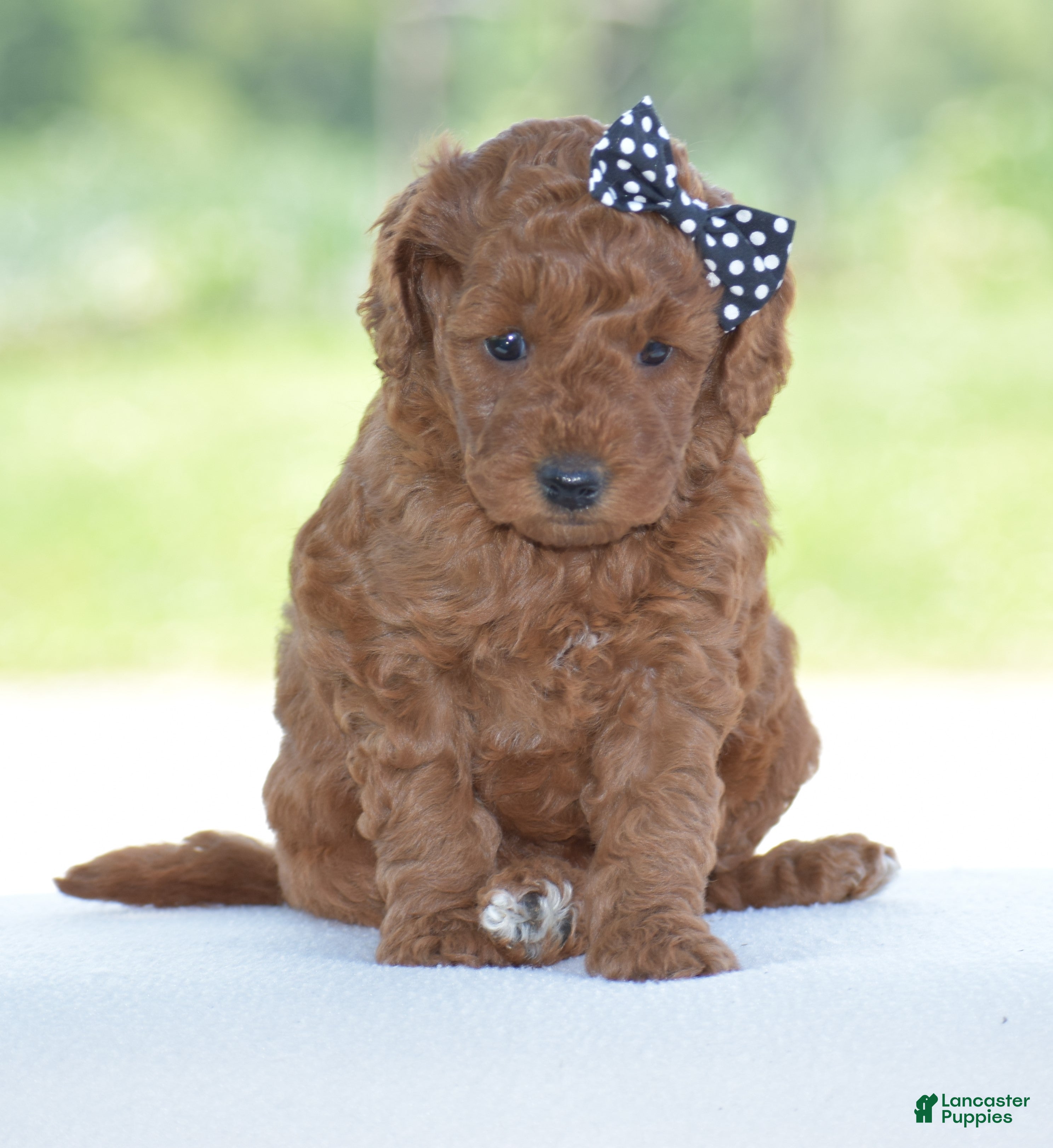 Miniature Poodle dogs Ruby - Ad 1