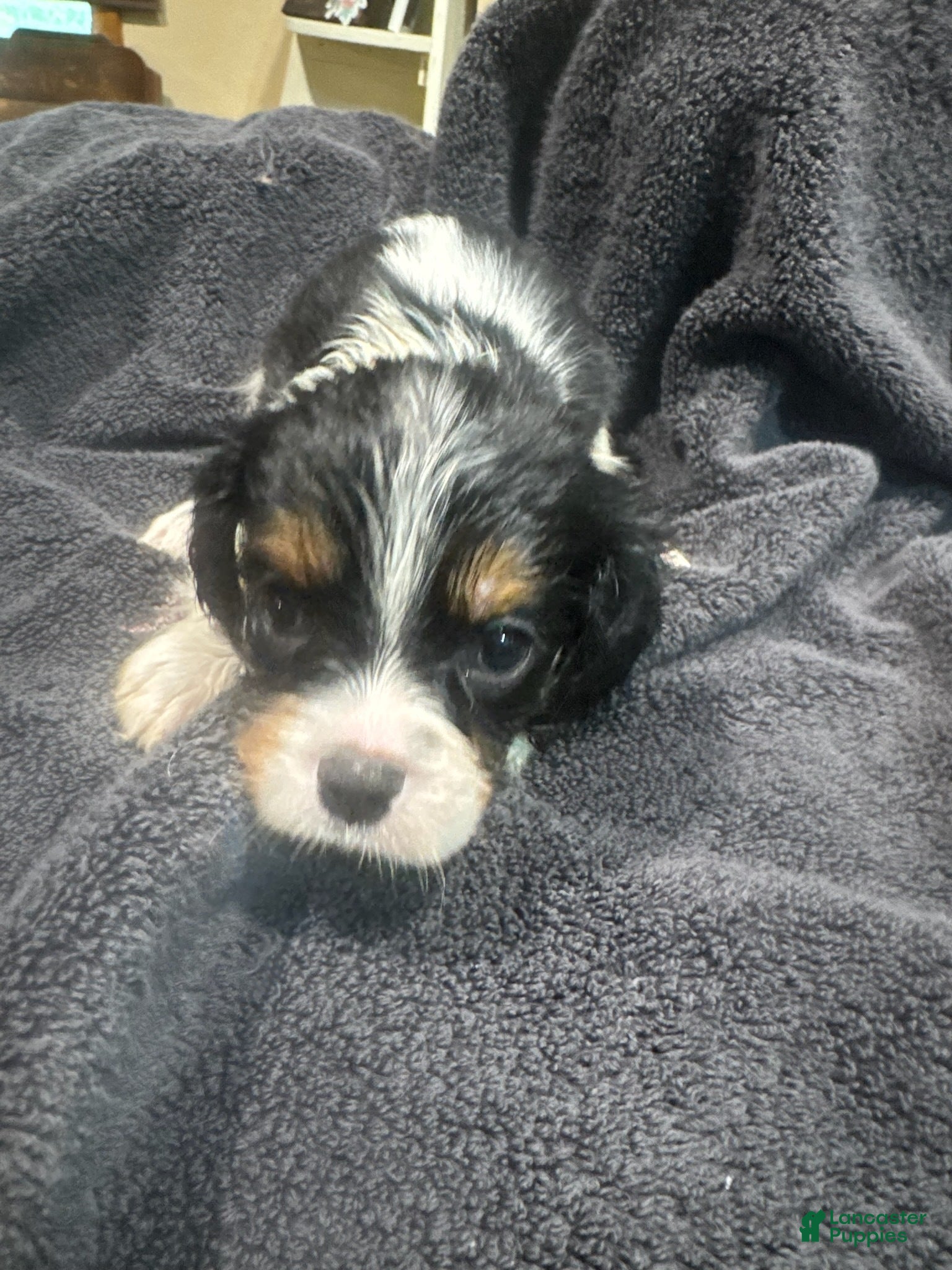 King Charles Spaniel dogs Girl 2 - Ad 1