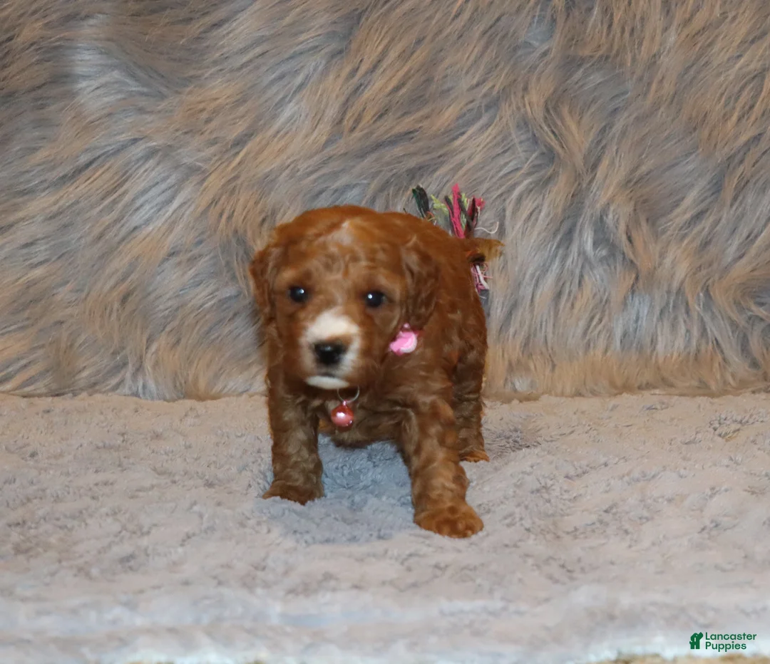 Mini Goldendoodle dogs for sale: Willow 🌷 Genetic Clear Parents - Ad 12