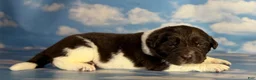 Newfoundland dogs for sale: Snickers DNA clear OFA  - Ad 1