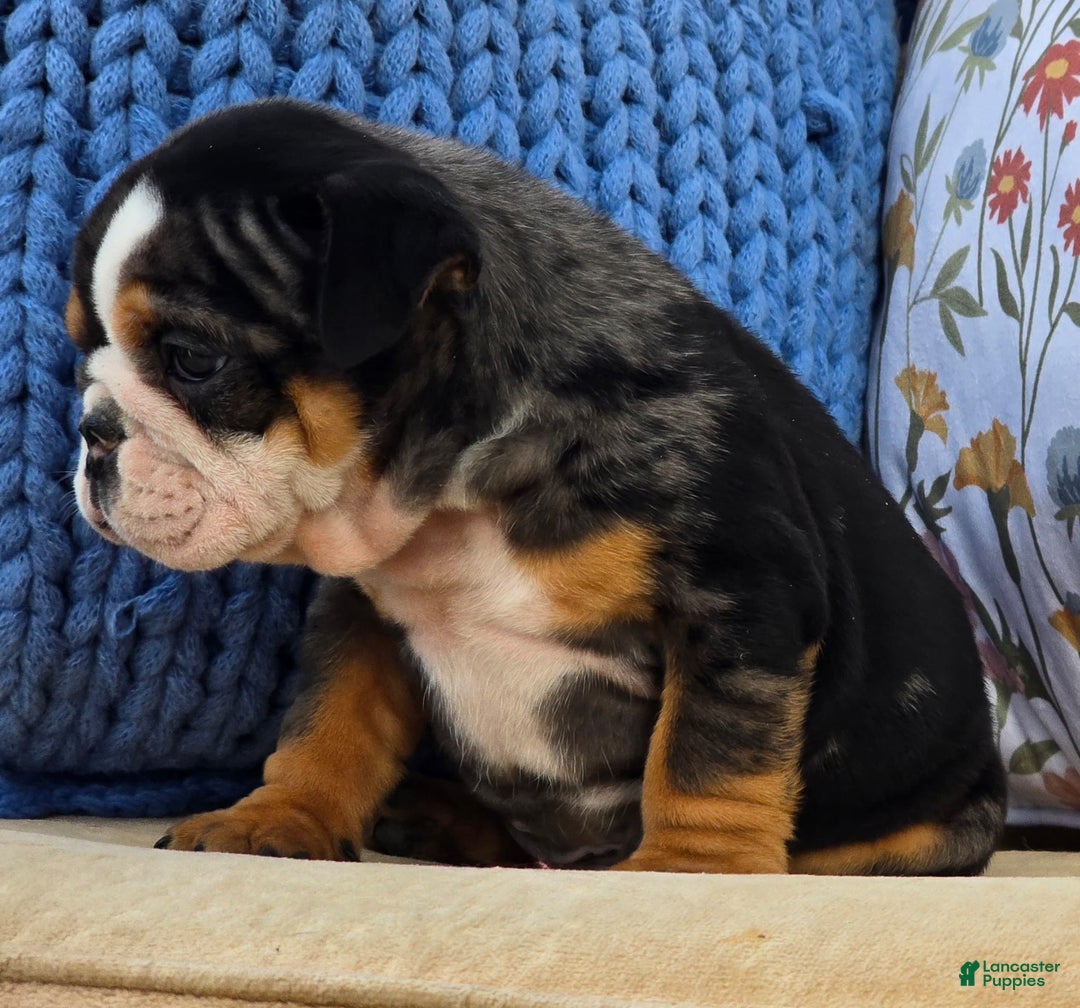 English Bulldog dogs for sale: Bubs - Ad 4