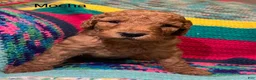 Goldendoodle dogs for sale: Mocha - Ad 3