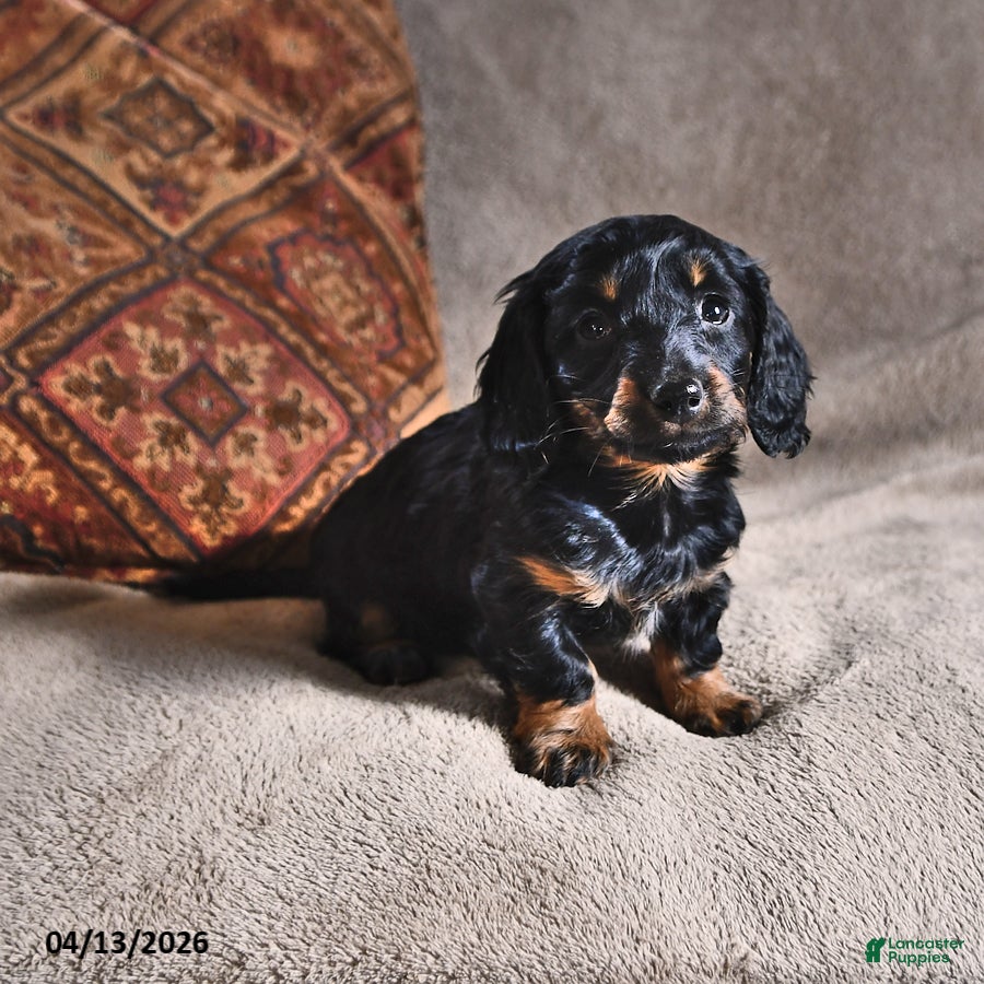 Miniature Dachshund dogs Dawn - Ad 2