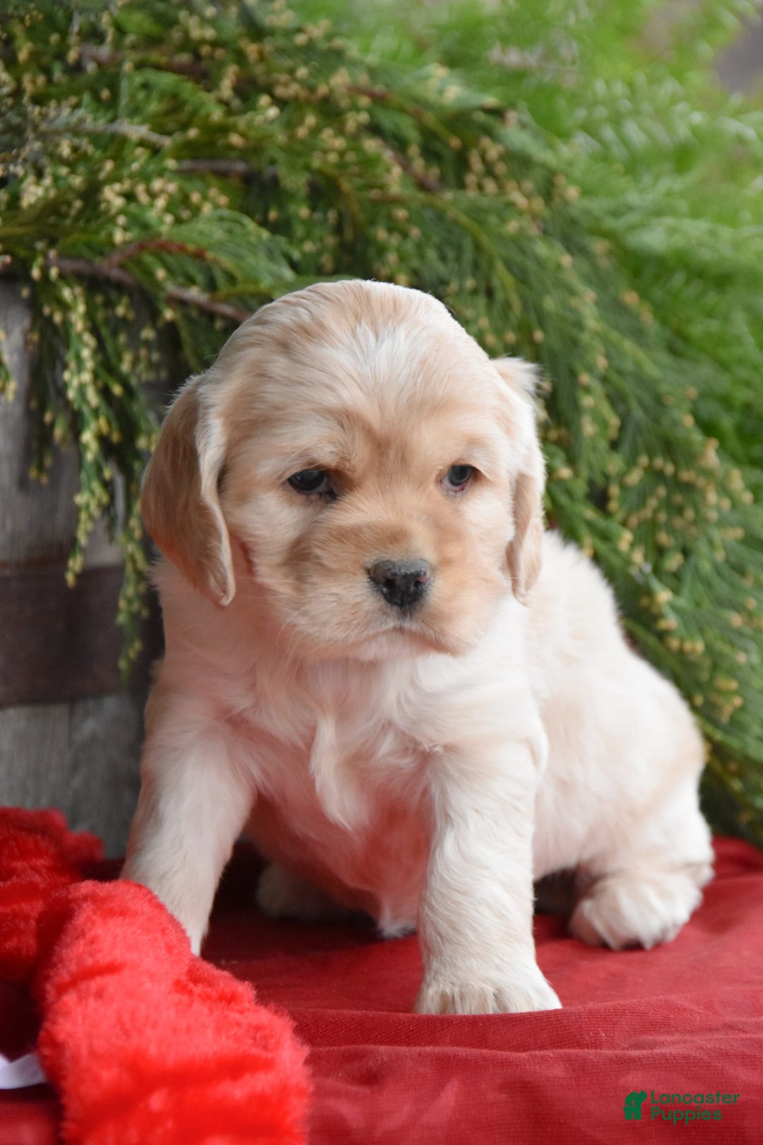 Gallery Image {{count}}