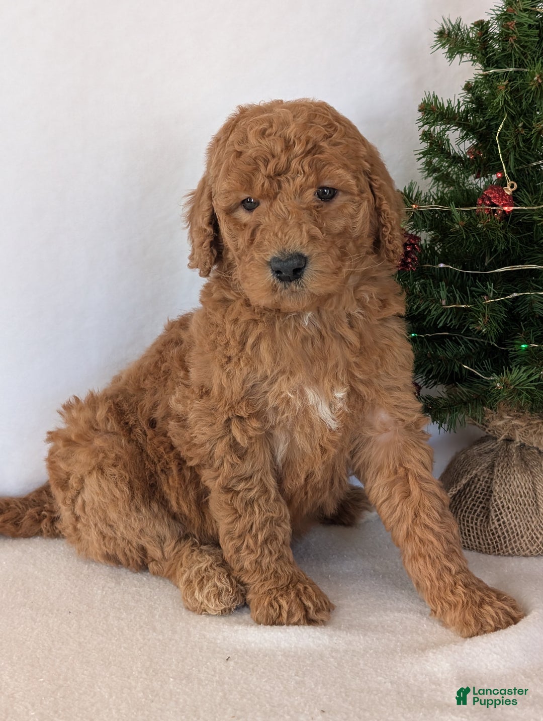 Goldendoodle dogs for sale: Miss Daisy  - Ad 2