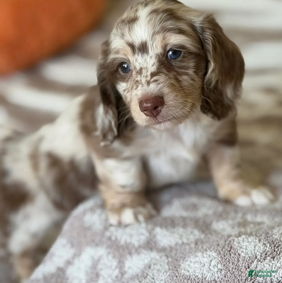 Miniature Dachshund dogs for sale: Miniature Dachshund Puppy 2 - Ad 1