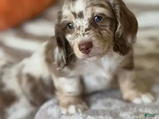 Miniature Dachshund dogs Miniature Dachshund Puppy 2 - Ad 8