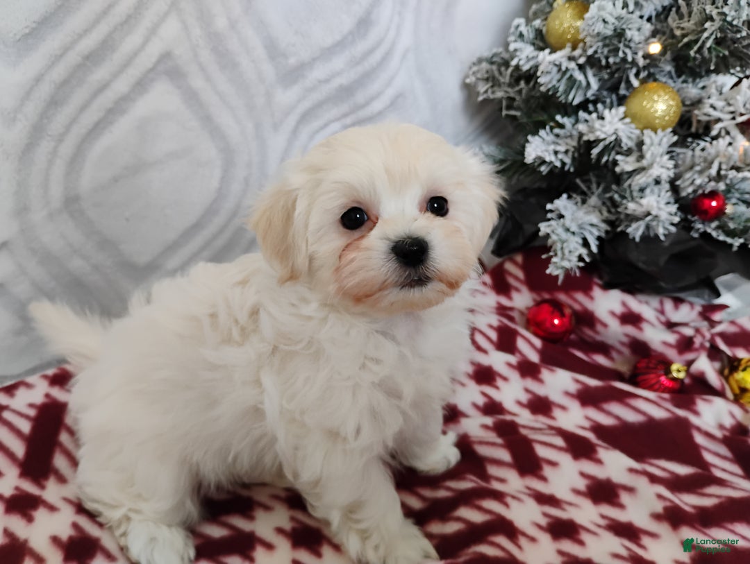 Mixed Breed dogs for sale: Brooke - Ad 4