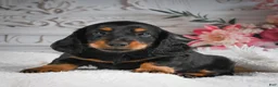 Miniature Dachshund dogs for sale: AKC-Gibson - Ad 6