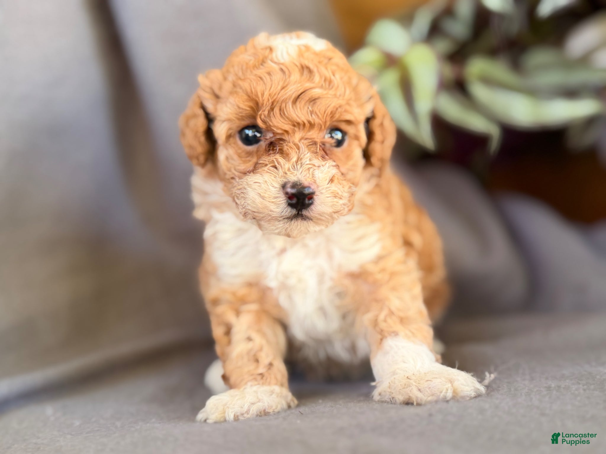 Toy Poodle dogs Kandy  - Ad 1