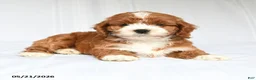 Cockapoo dogs for sale: Jayna - Ad 1
