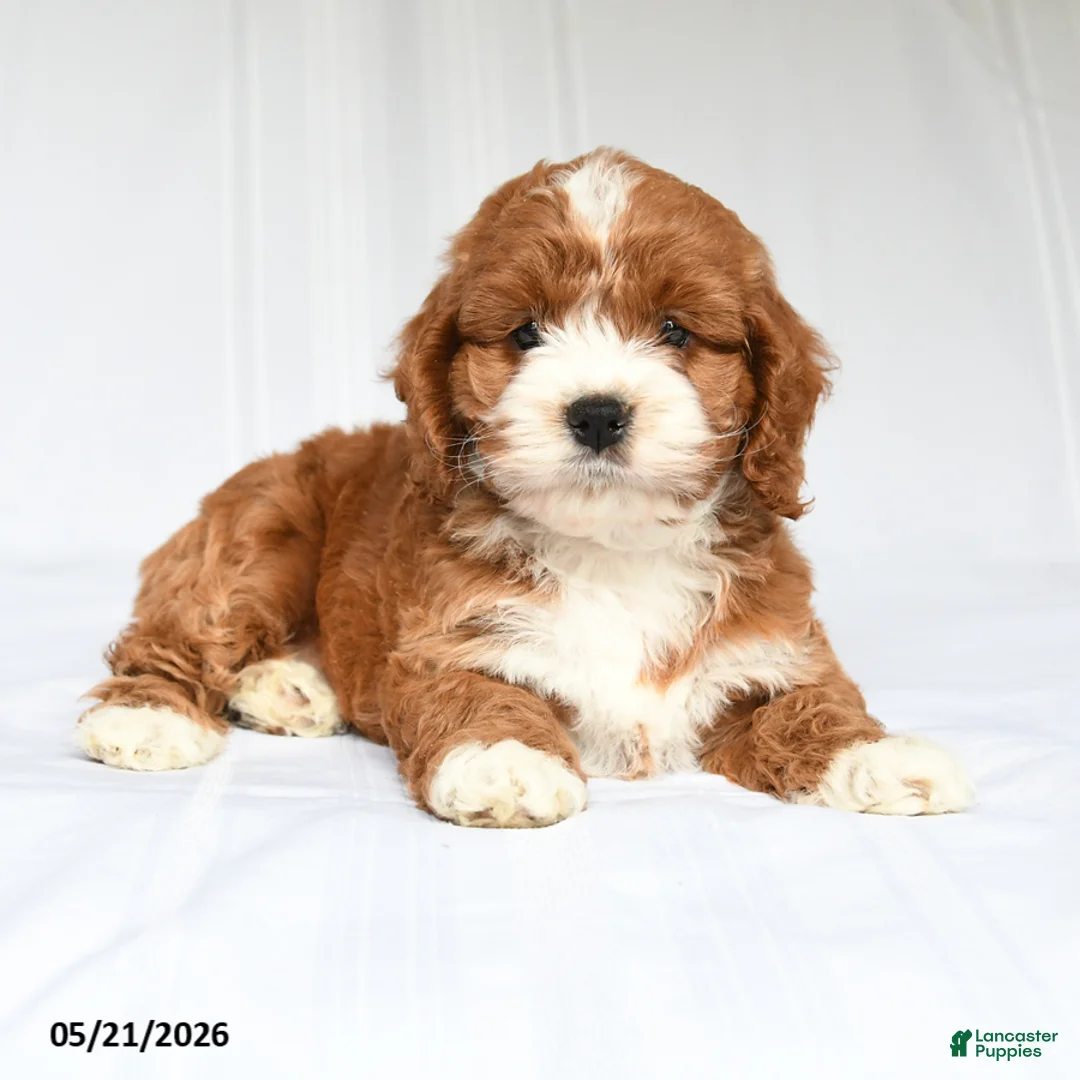 Cockapoo dogs for sale: Jayna - Ad 1