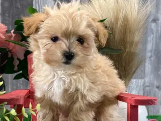 Maltipoo dogs Maple - Ad 35