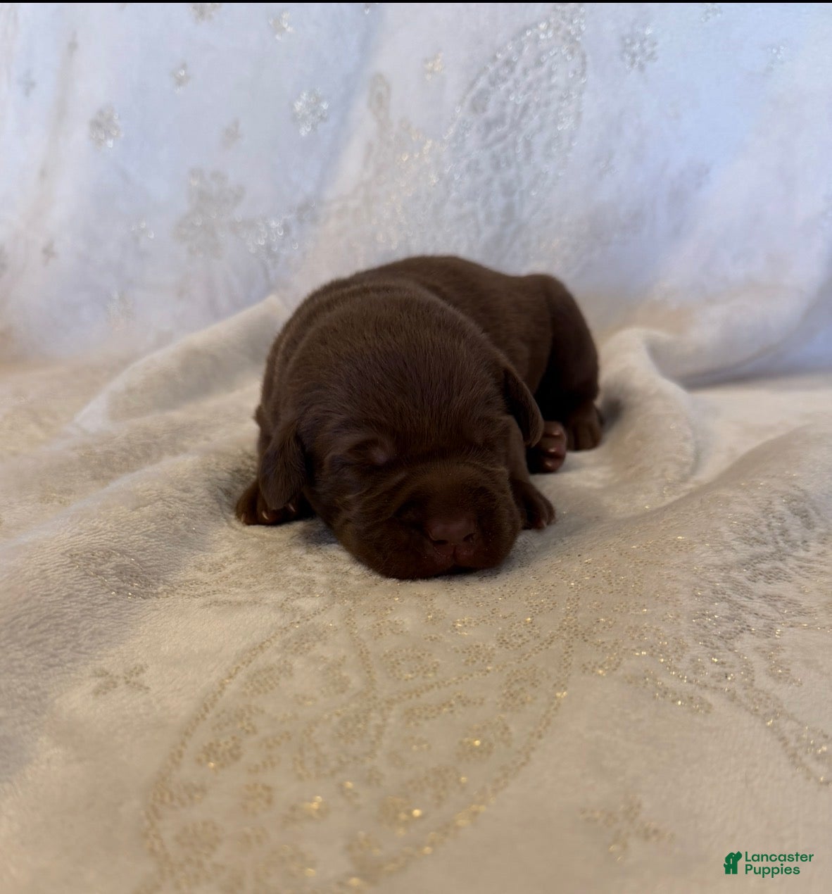 Labrador Retriever dogs Labrador Retriever 4 - Ad 1