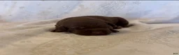 Labrador Retriever dogs for sale: Labrador Retriever 4 - Ad 1