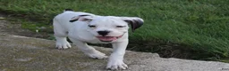 Boxer dogs for sale: Harold - Ad 3