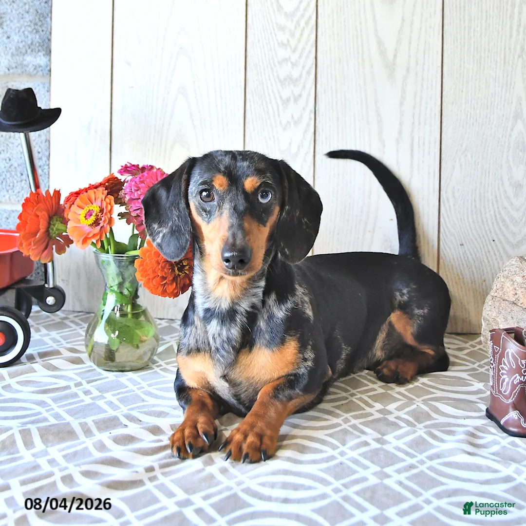 Miniature Dachshund dogs for sale: Tasha - Ad 7