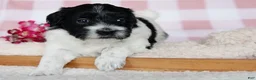 Coton De Tulear dogs for sale: Besty - Ad 3