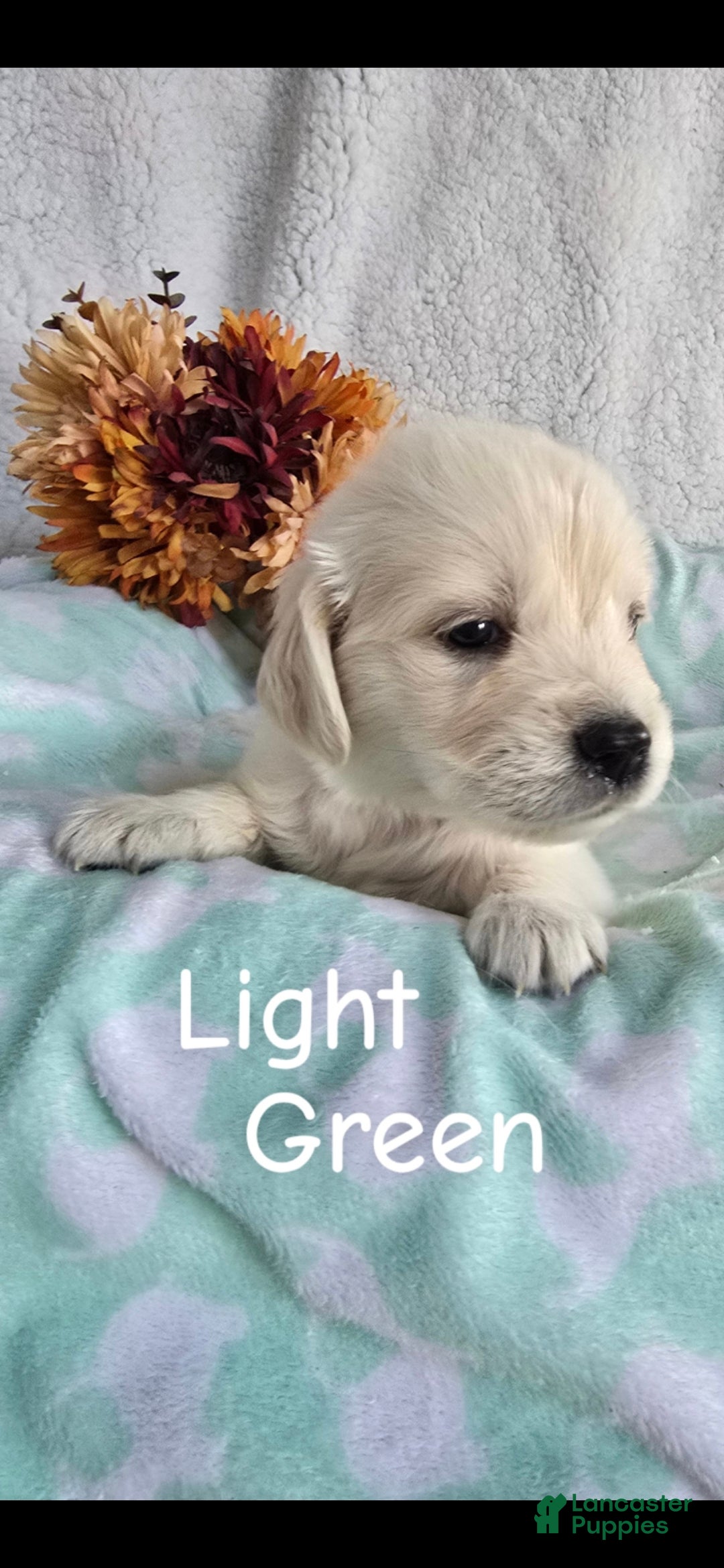 Golden Retriever dogs Golden Retriever 1 - Ad 11
