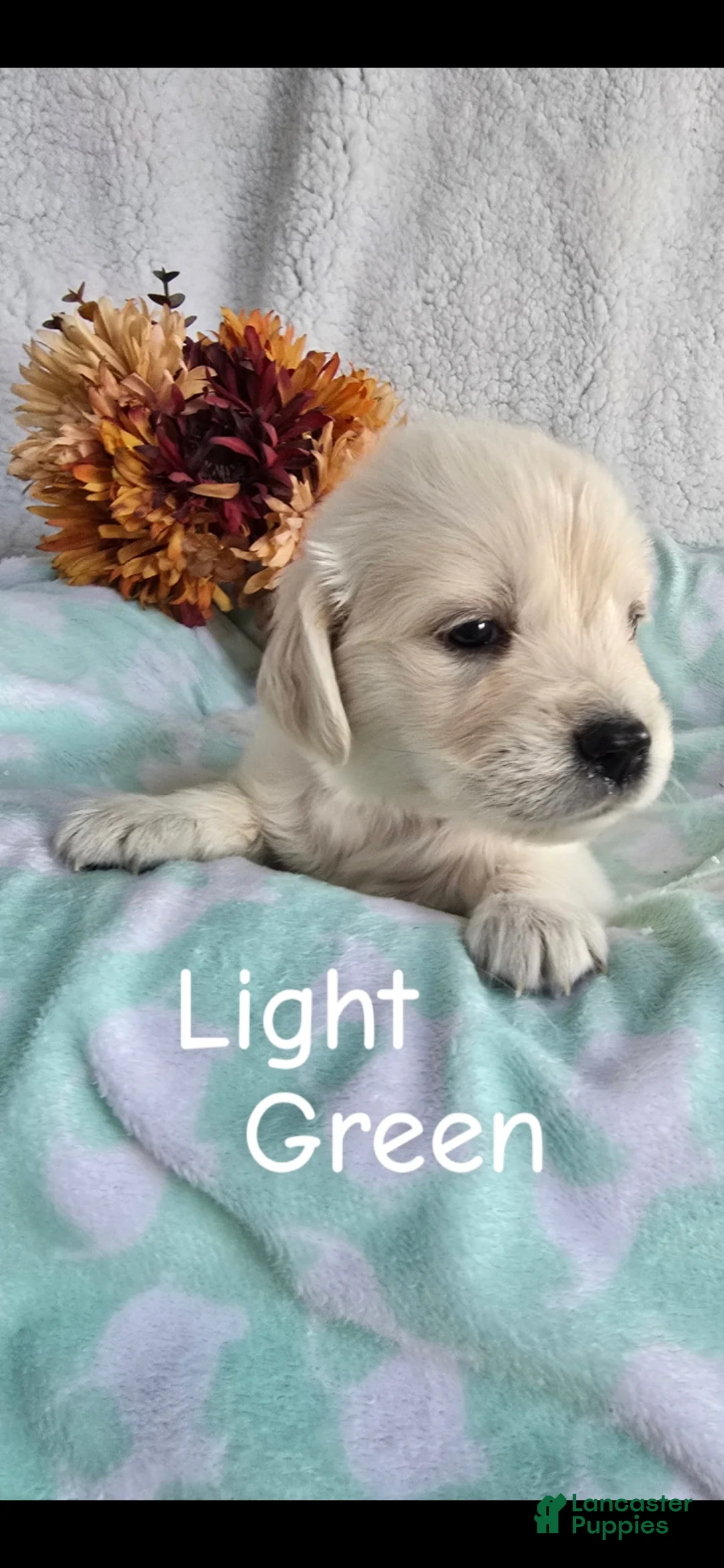 Golden Retriever dogs for sale: Golden Retriever 1 - Ad 1