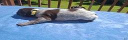 German Shorthaired Pointer dogs for sale: German Shorthaired Pointer Willow - Ad 26