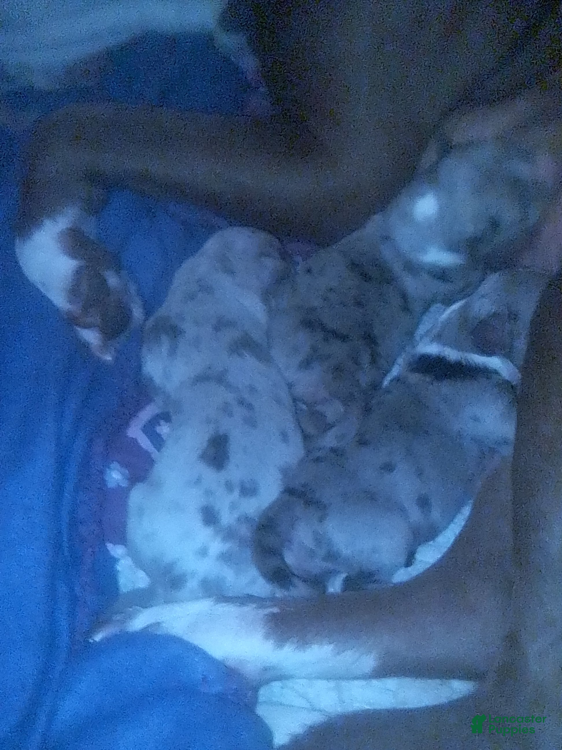 American Staffordshire Terrier dogs American Staffordshire Terrier 2 - Ad 24