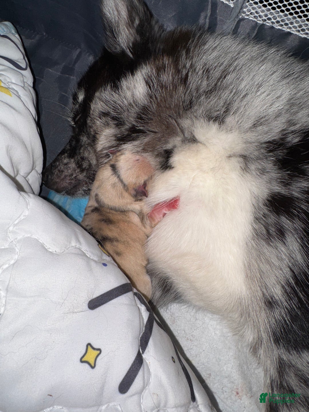 Pomsky dogs for sale: Pomsky Puppy 3 tan multi - Ad 2