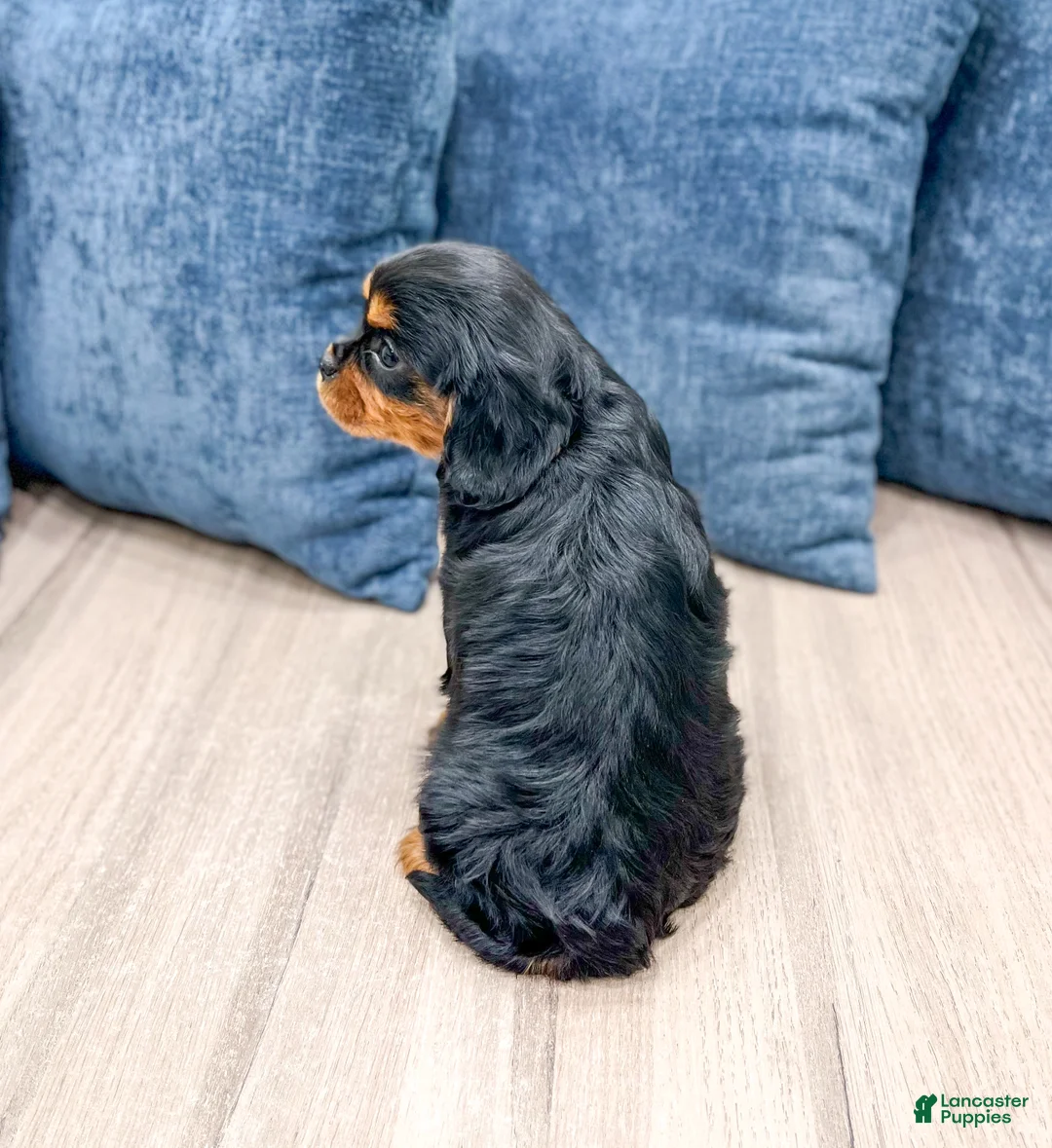 Cavalier King Charles Spaniel dogs for sale: Rocky - Ad 6