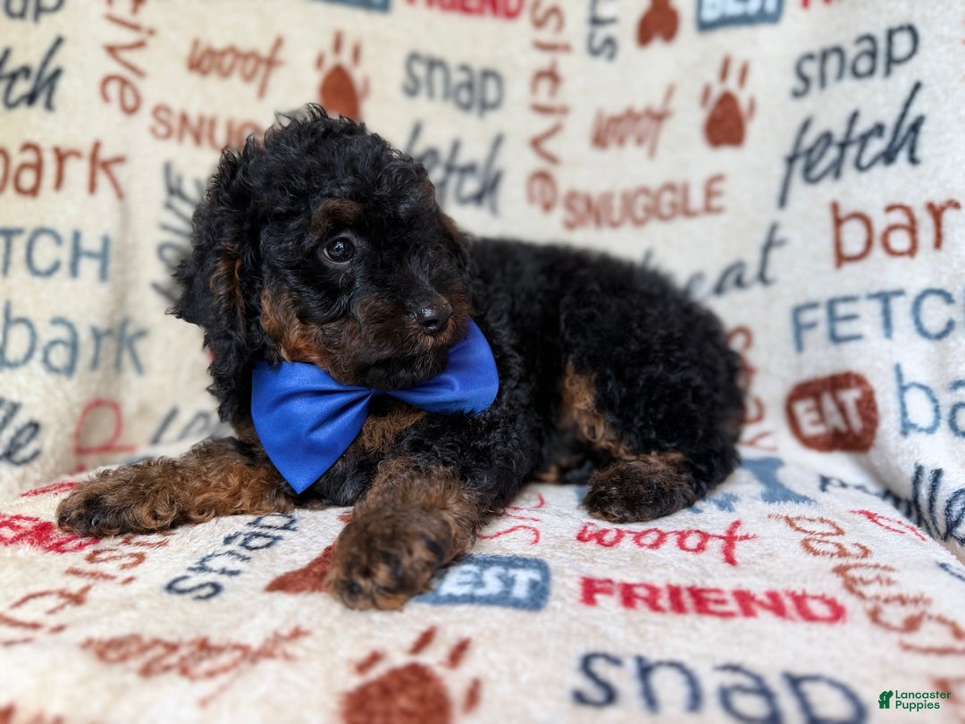 Cockapoo dogs for sale: Pecan - Ad 4