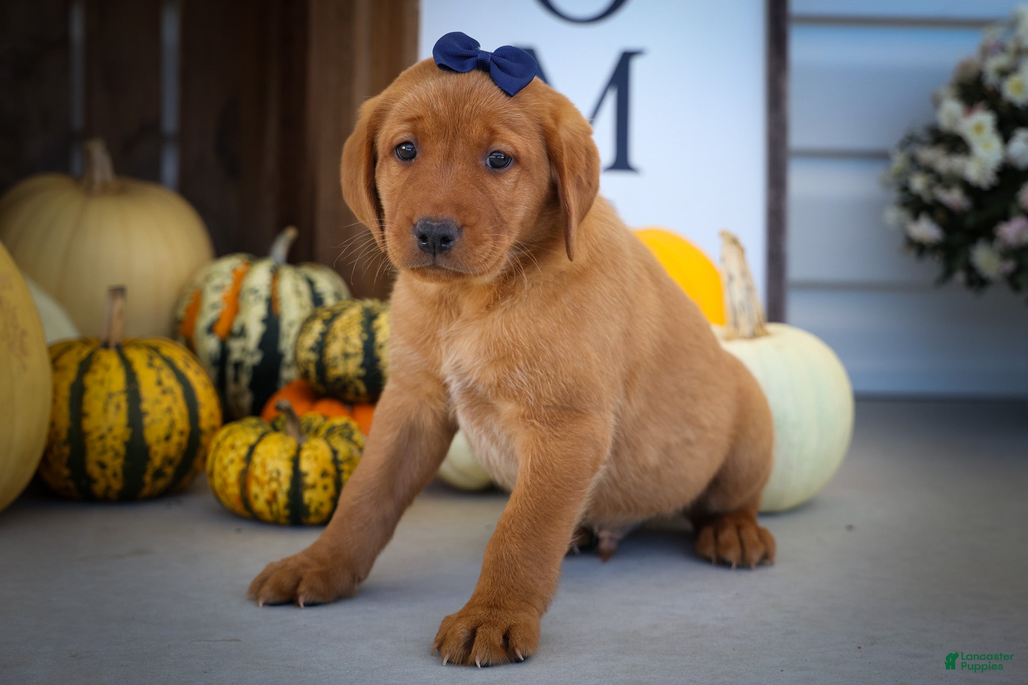 Labrador Retriever dogs NATHAN - Ad 2