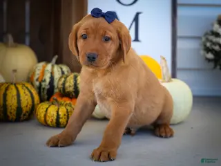 Labrador Retriever dogs NATHAN - Ad 2