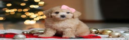 Maltipoo dogs for sale: Bonnie - Ad 1