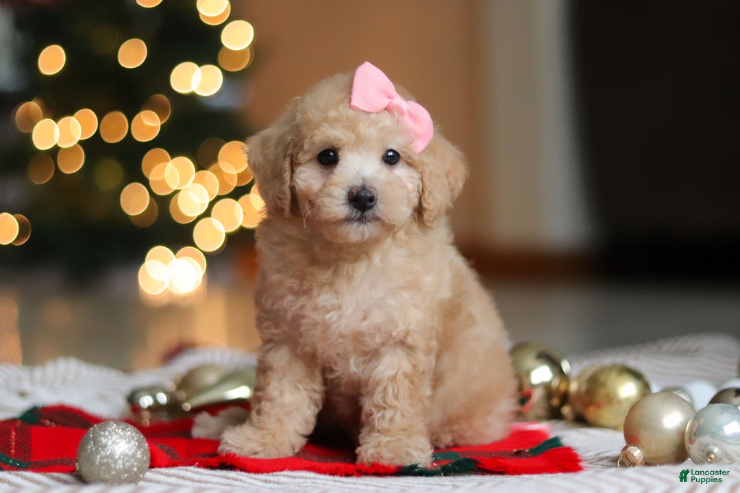Maltipoo dogs for sale: Bonnie - Ad 1