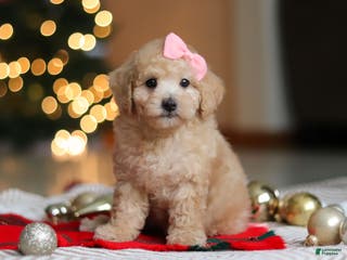 Maltipoo dogs Bonnie - Ad 32