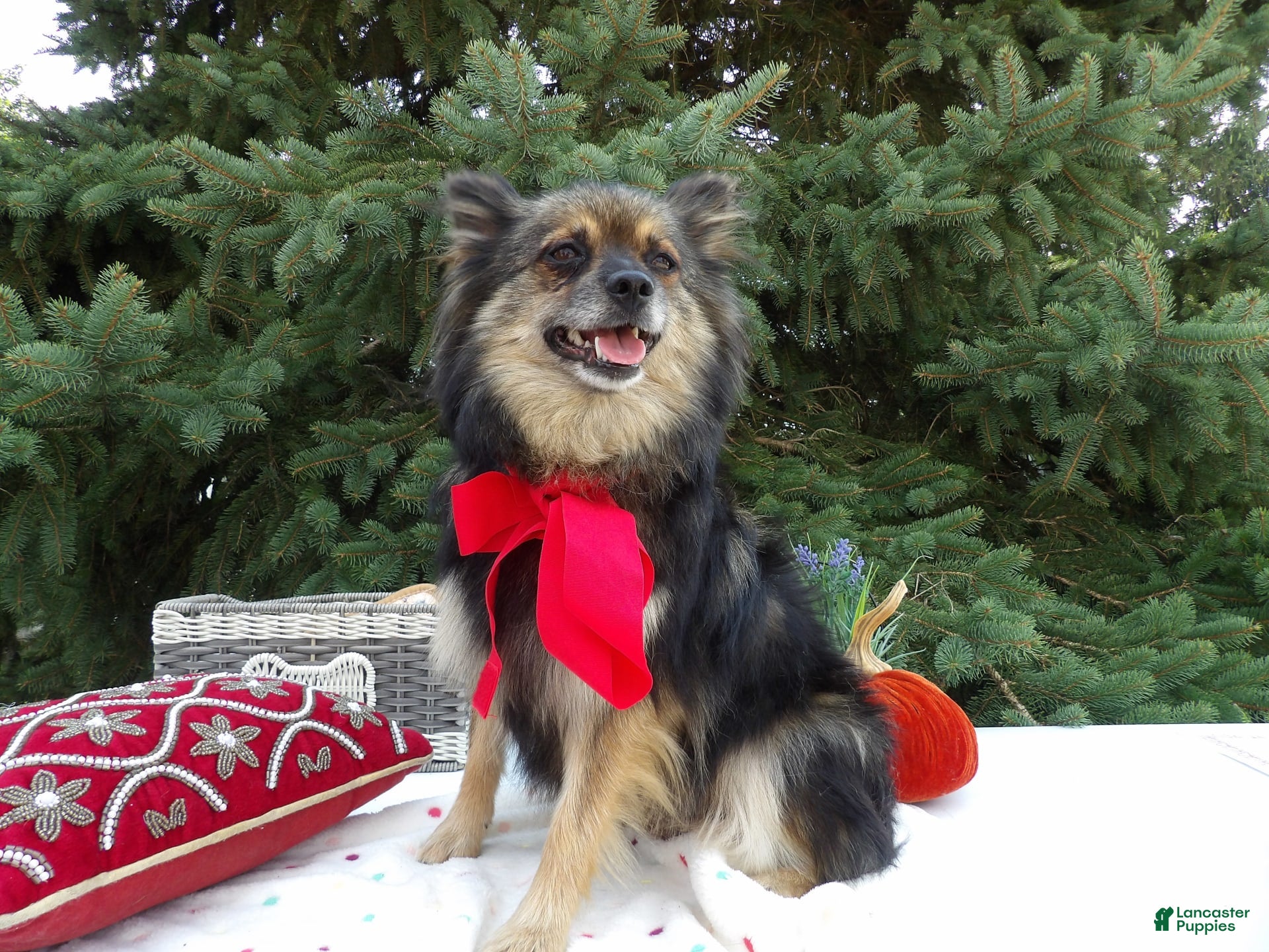 Pomeranian dogs Erica - Ad 5