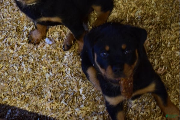 Rottweiler dogs Girl 1  - Ad 1