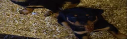 Rottweiler dogs for sale: Girl 1  - Ad 1