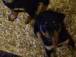 Rottweiler dogs for sale: Girl 1 - Ad 1